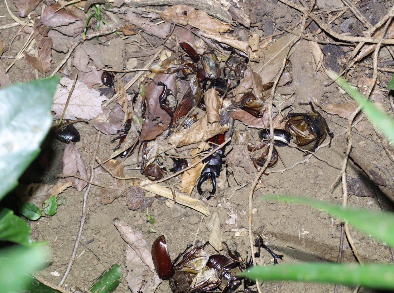 カブトムシやノコギリクワガタの死骸の山_No.4のクヌギの根元_クワガタ達のオアシス_2023年8月7日19時15分 気温29度